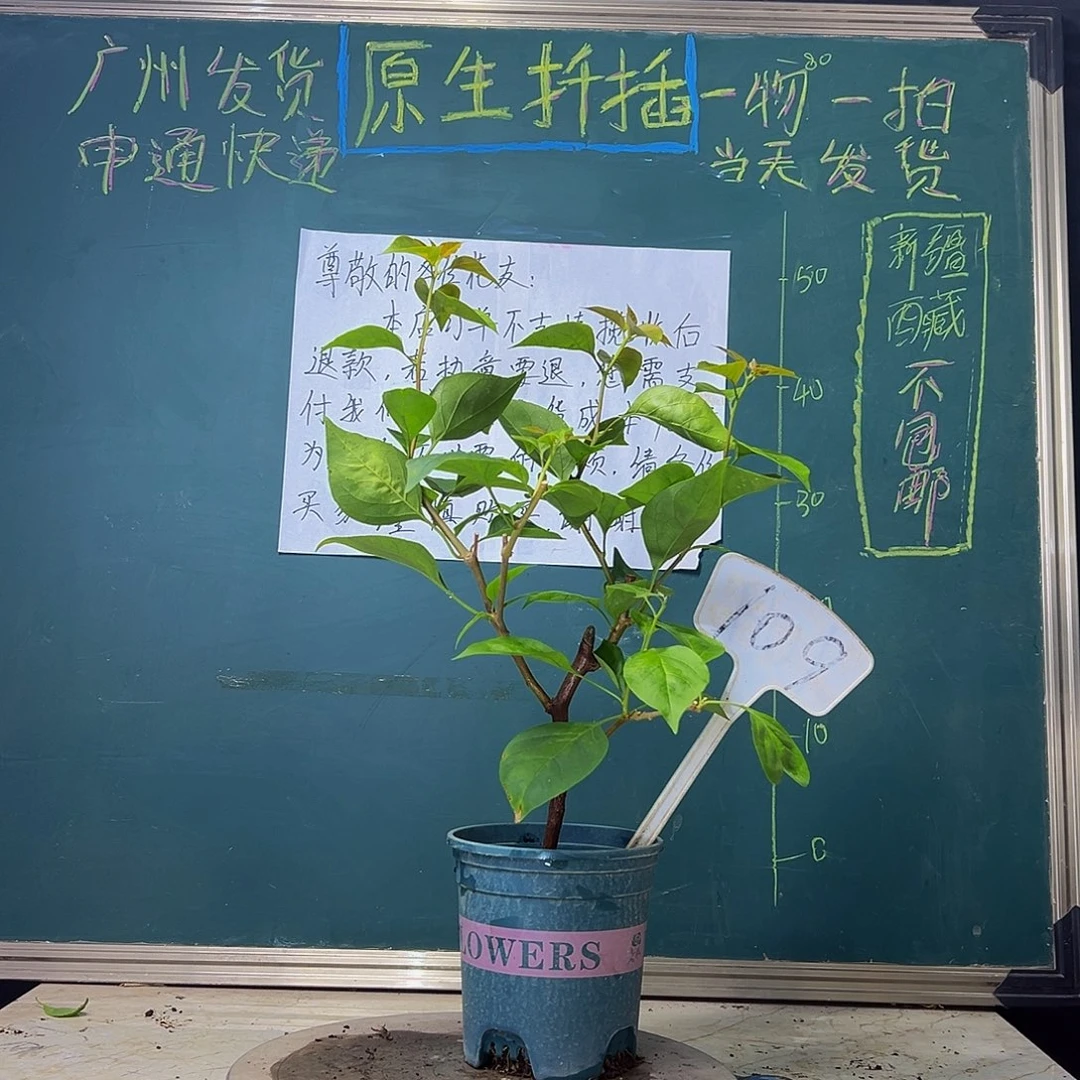 当前无花栽培后可以开花  暗斑同安红  109