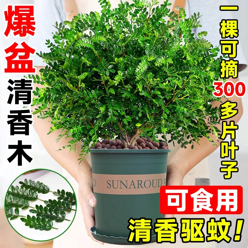 清香木胡椒木盆栽蛋糕西餐甜品装饰点缀好养叶子可食用驱蚊植物