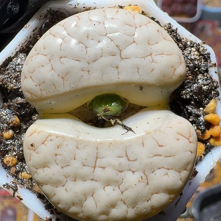 生石花11112122。    260