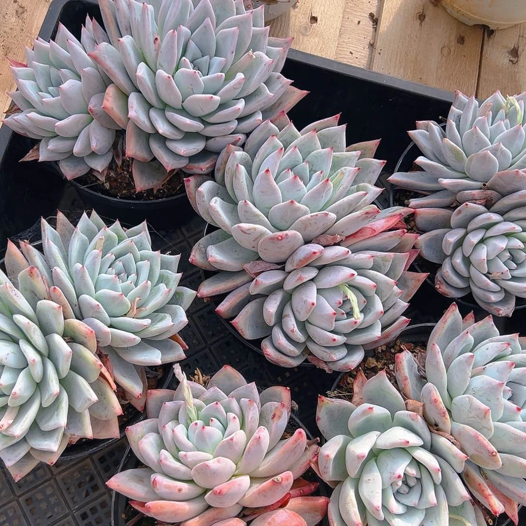 卡杂双头，满18包邮