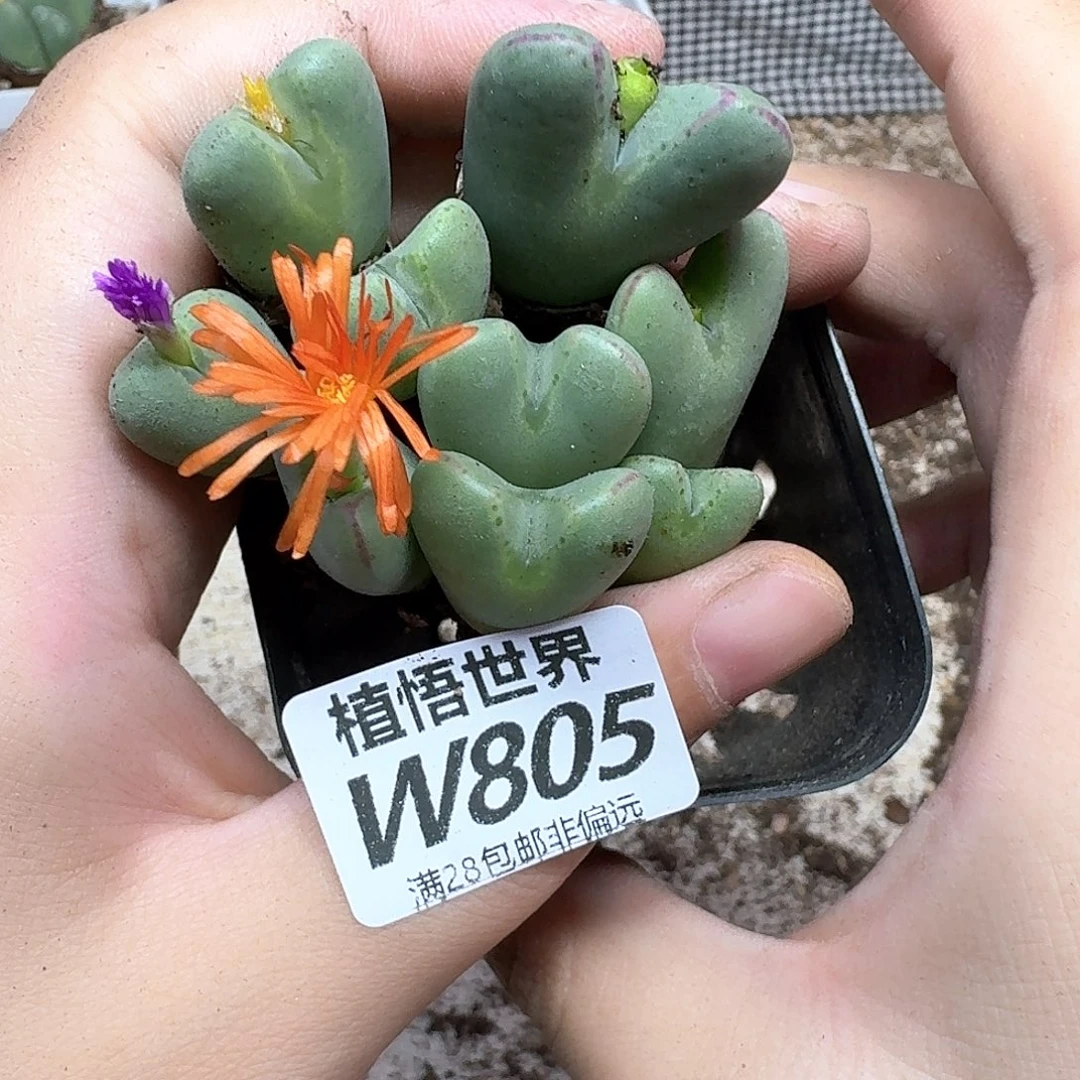 多肉植物的润泽rgb