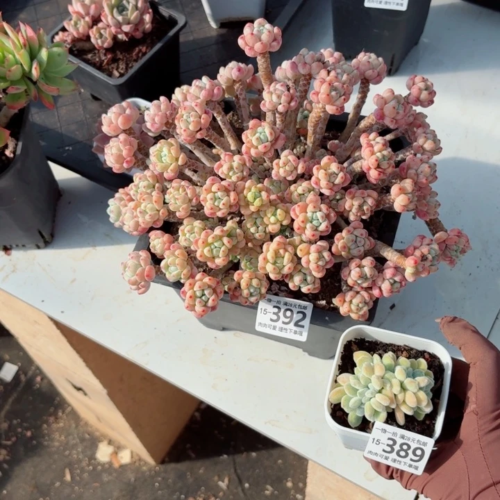 九***思樱花罗琦无盆土发货多肉多肉
