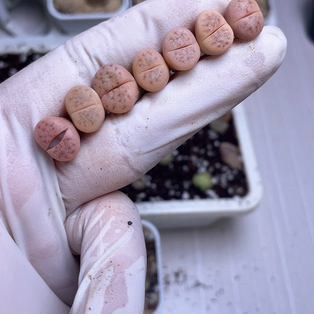 ?350 惜春…………………………