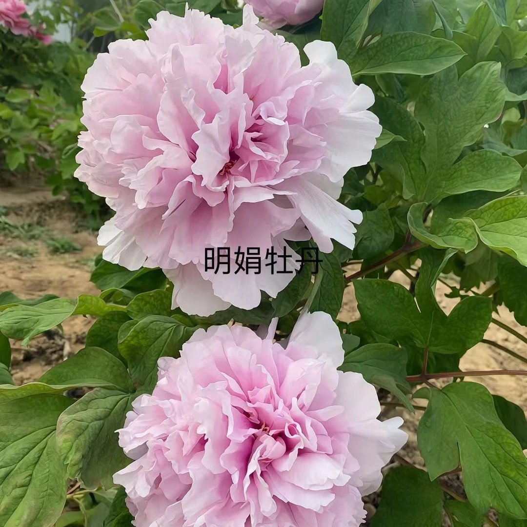 （明娟牡丹）{大瓣蓝}先发肥料 秋天发苗