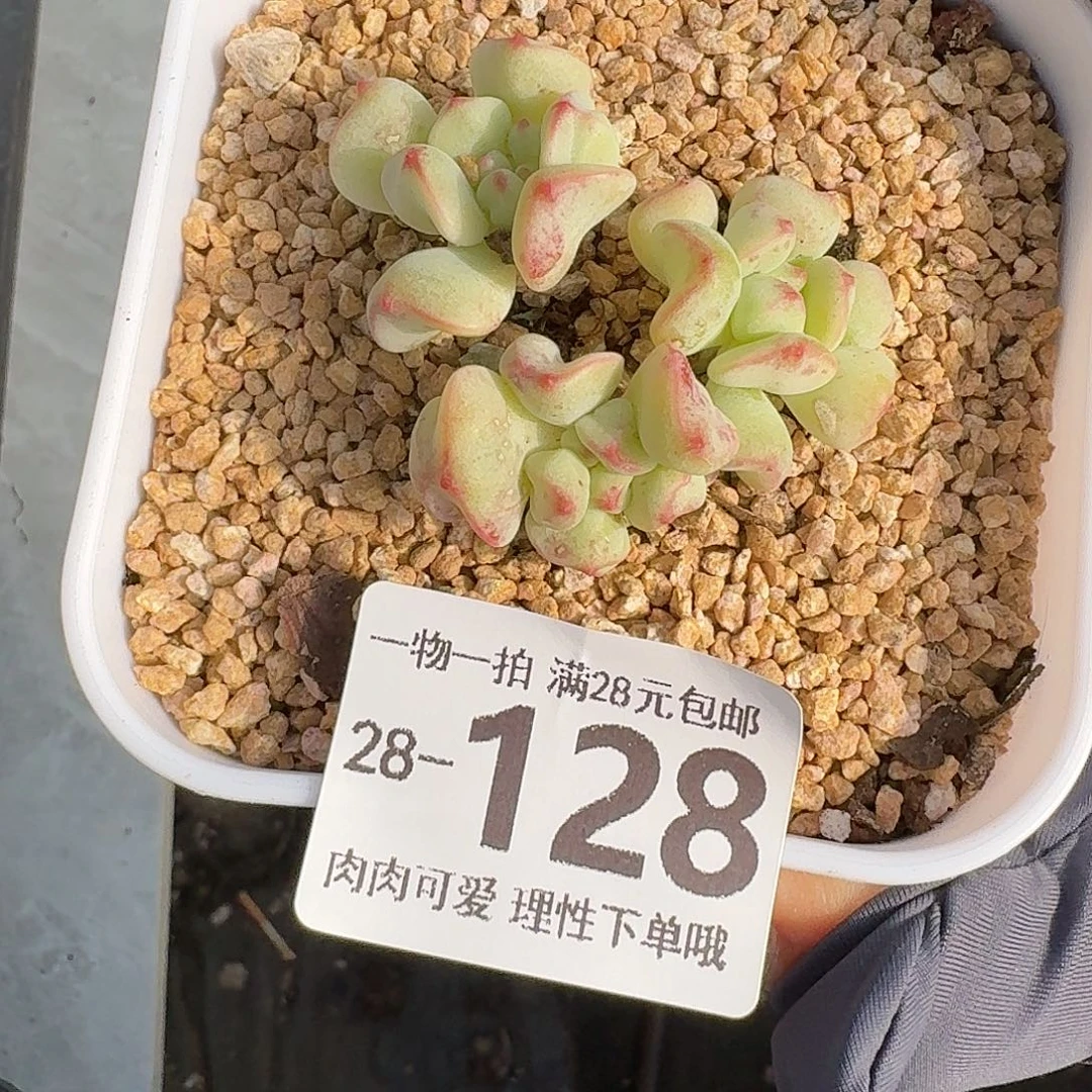 香奶无盆土发货无盆