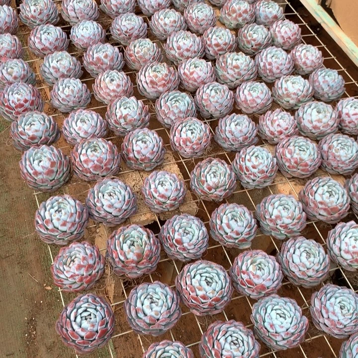精控单头包子橙梦露两单包邮