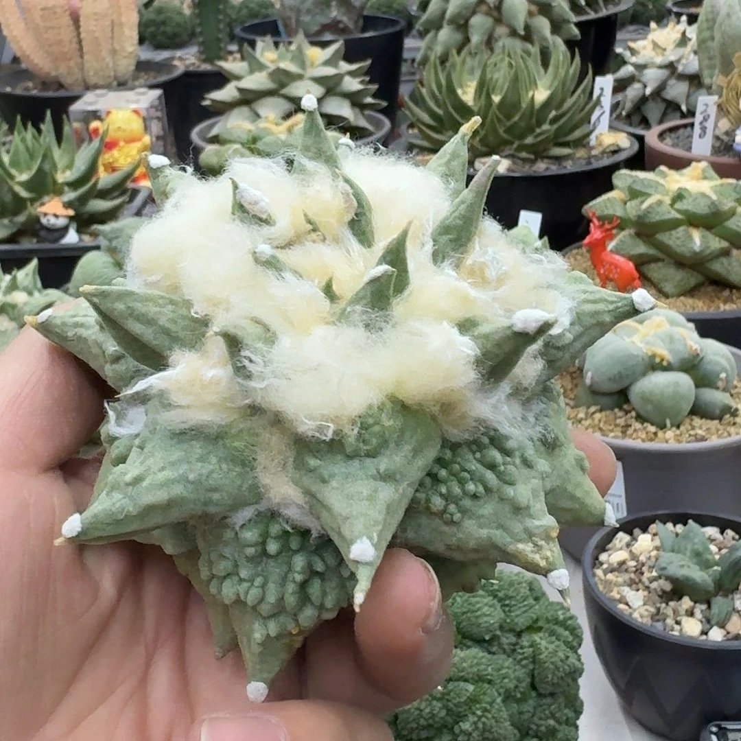 自根牡丹牡丹仙人球