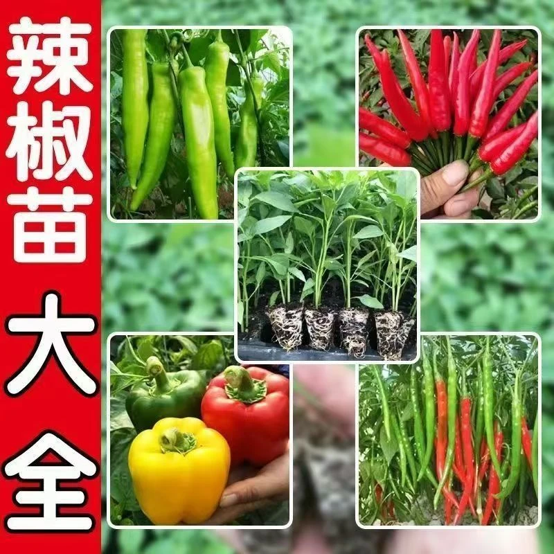 【18棵辣椒大全】朝天椒线椒杭椒四季盆栽地栽寿光带土发货