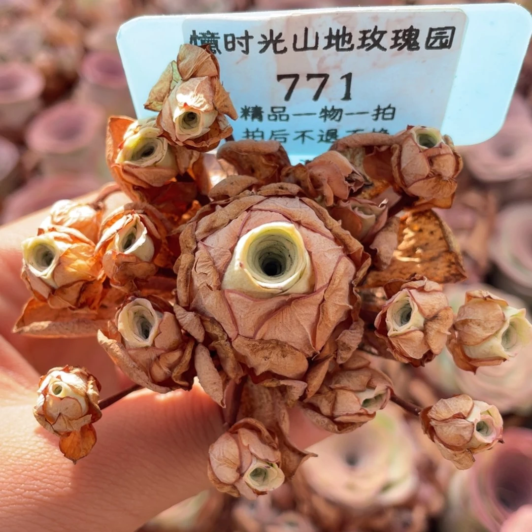 山地玫瑰771断枝不包损不售后