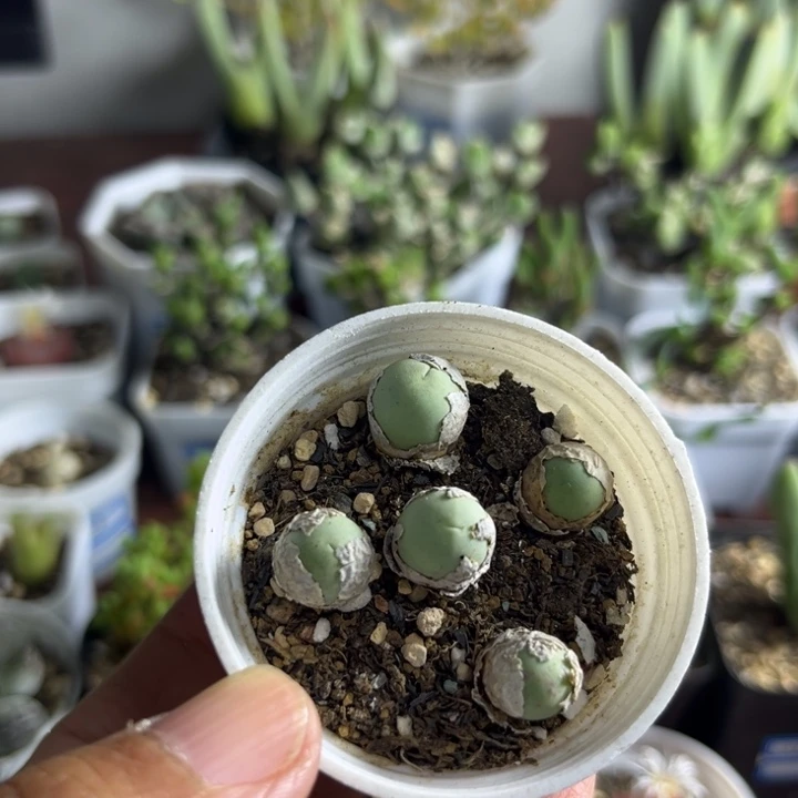358 鸽子蛋一盆多肉