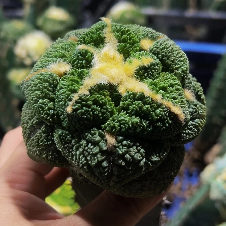 无花朵细密尤大尤黑哥斯拉牡丹632