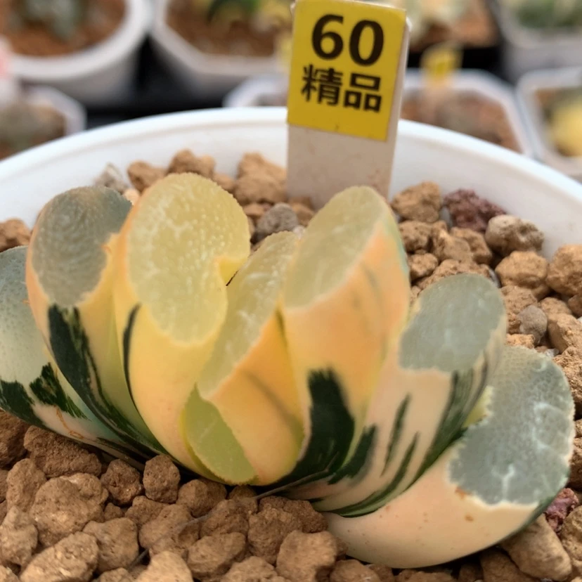 【闪购商品】60大绳玉扇