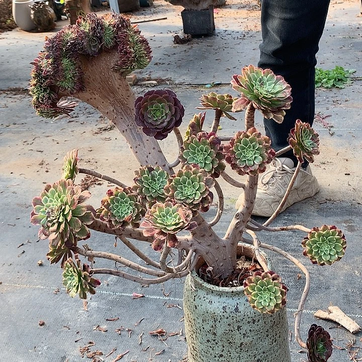 水墨画朵朵脱土发货啊