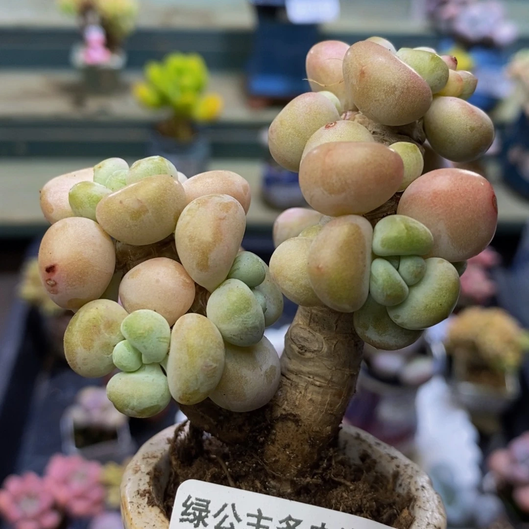 205 腰子洛神8 厘米