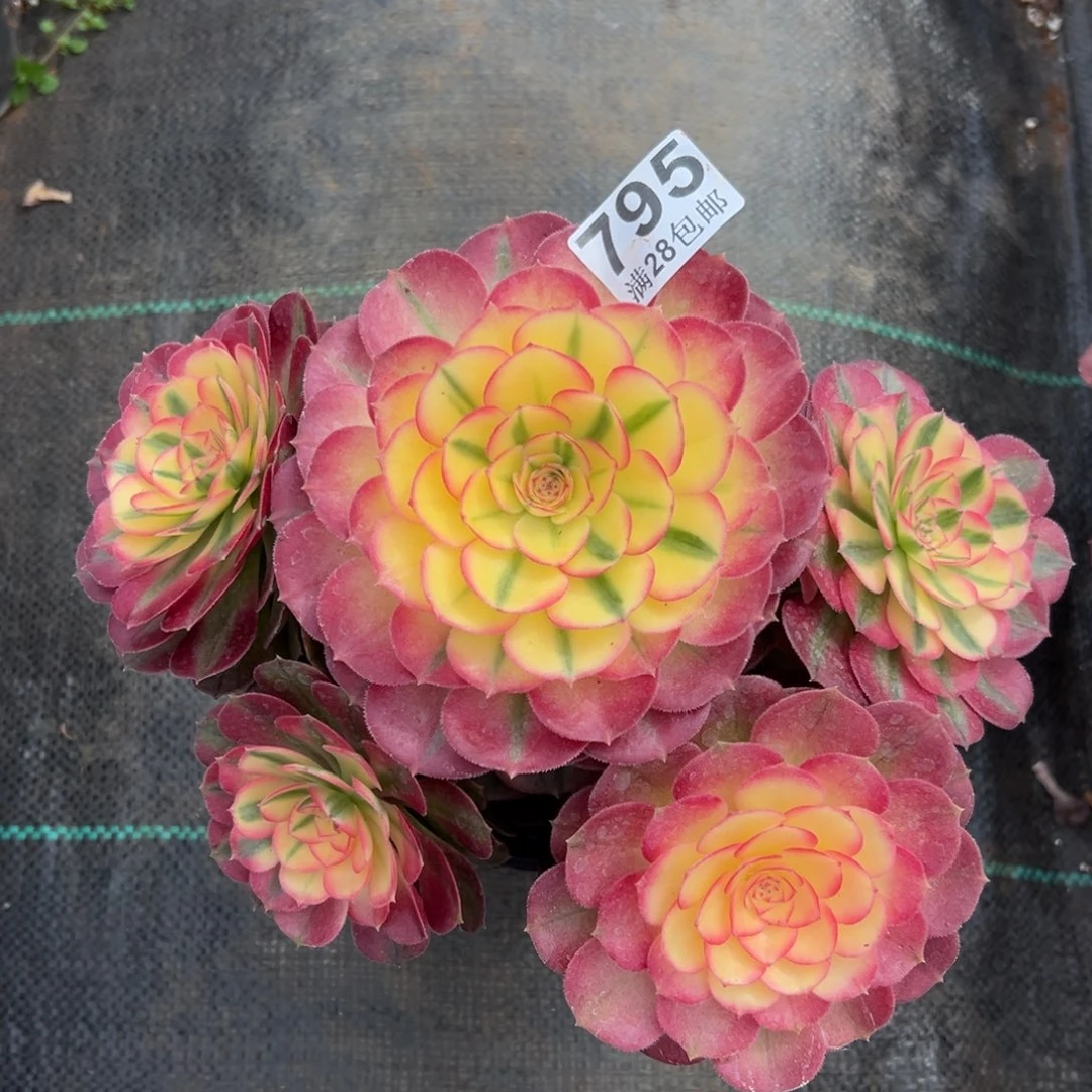 多肉植物795荔枝