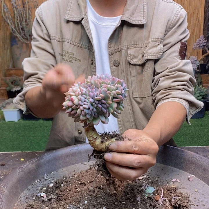 柠***草486号玛瑙多肉植物