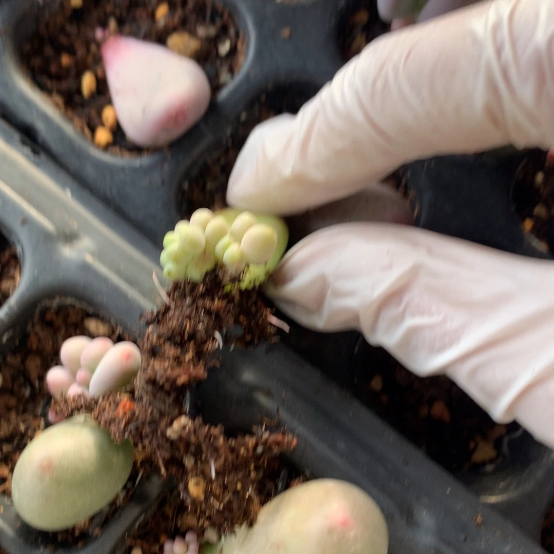 土*?芒果奶酪多肉芒果奶