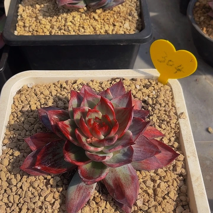 愿**暖惊鸿仙子多肉植物304