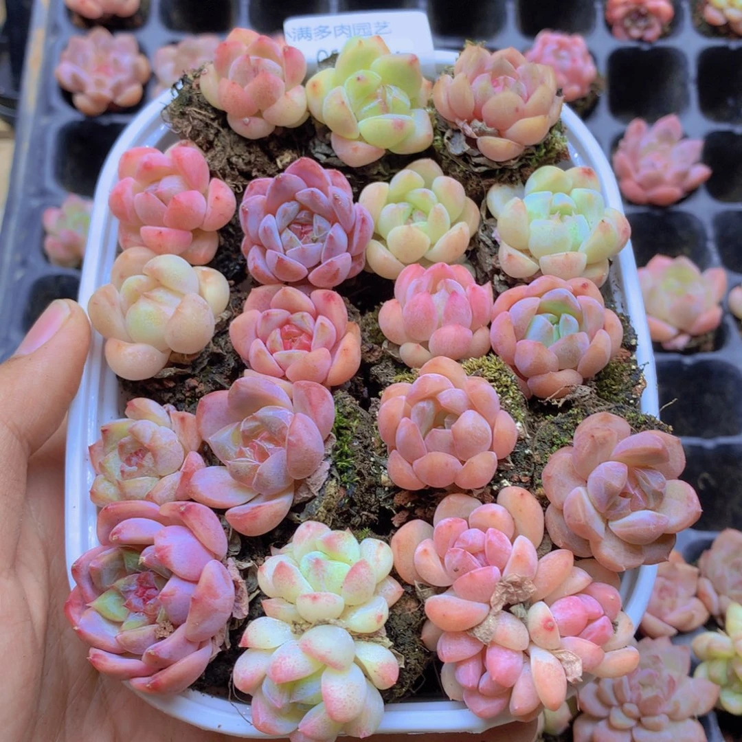 我要去看你了啊我015