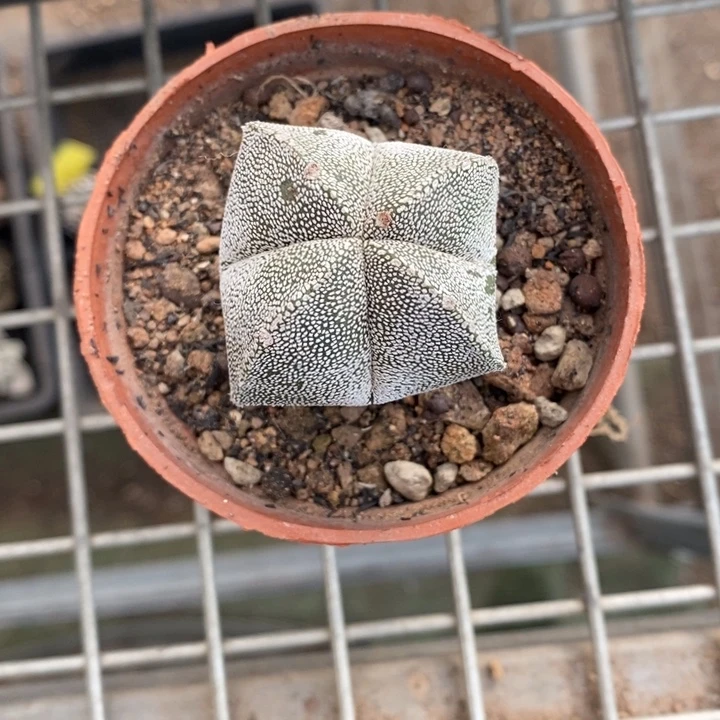 希*伯克利和他的朋友们在一起