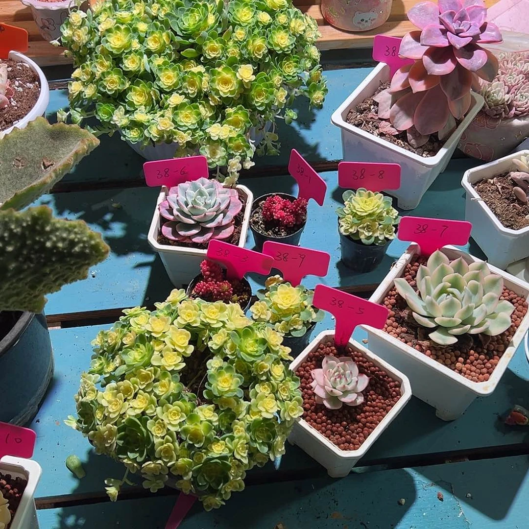 包*抠大转盘一次，不退不换