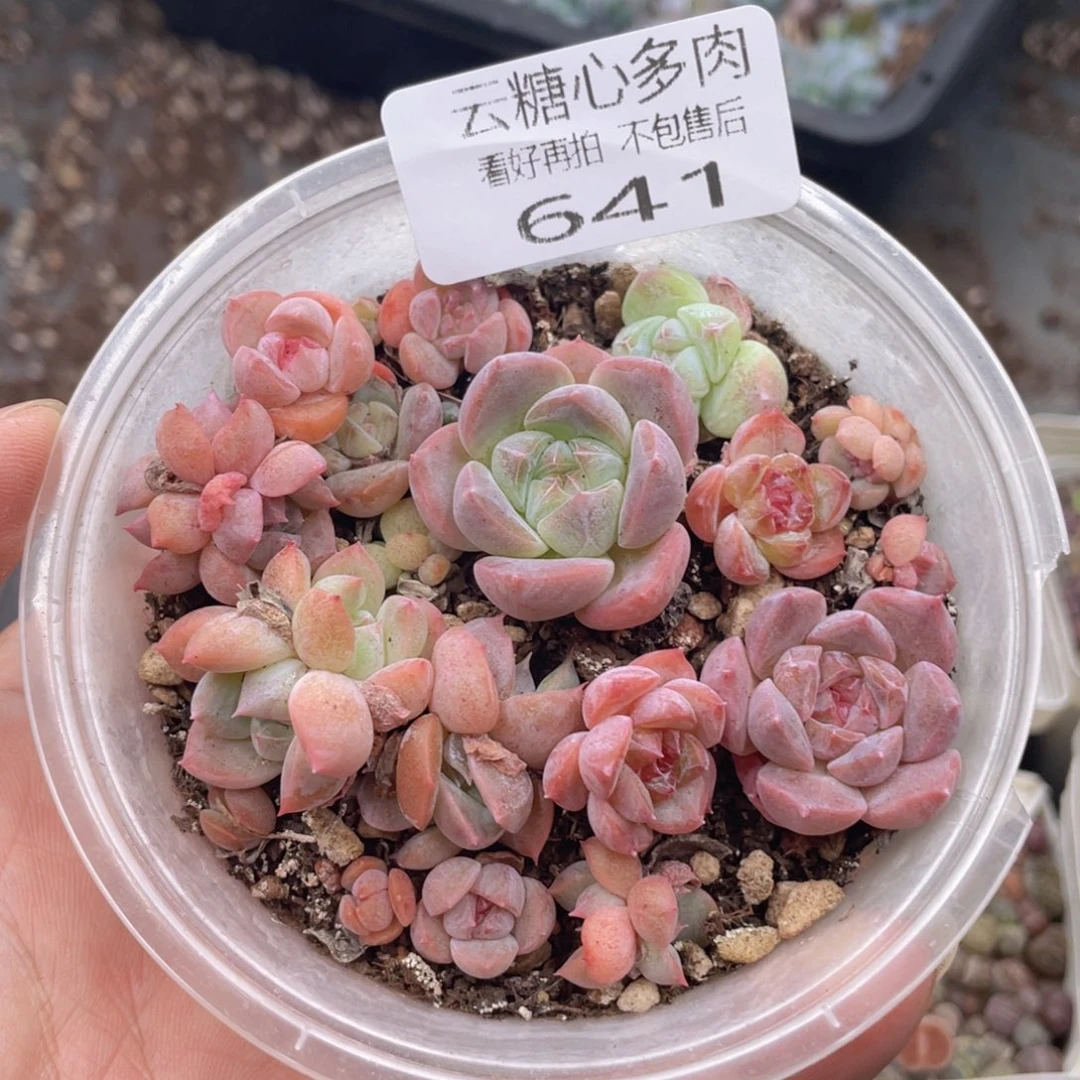 云糖心多肉植物641