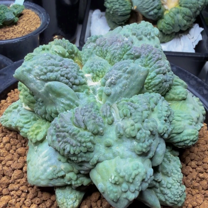 巨型猛兽紫肌绵羊怒