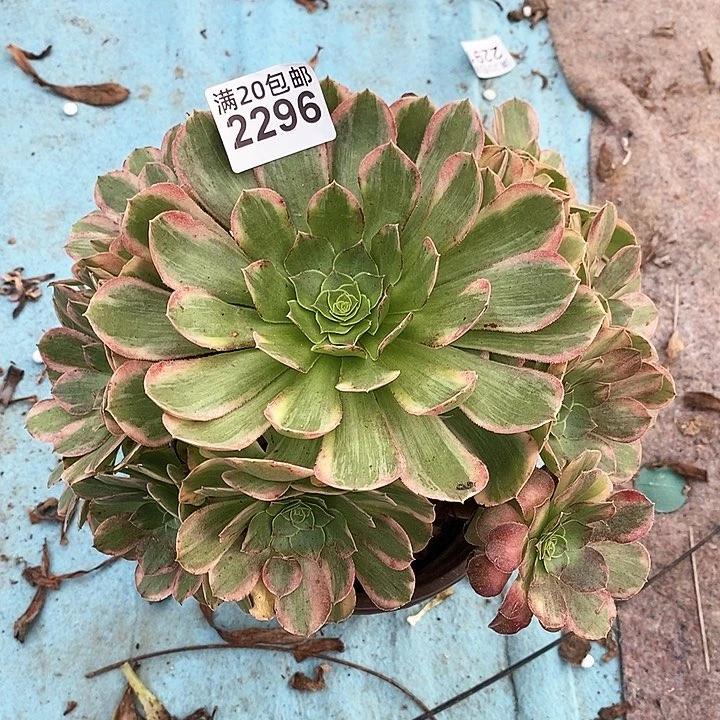 2296 一颗法师多肉