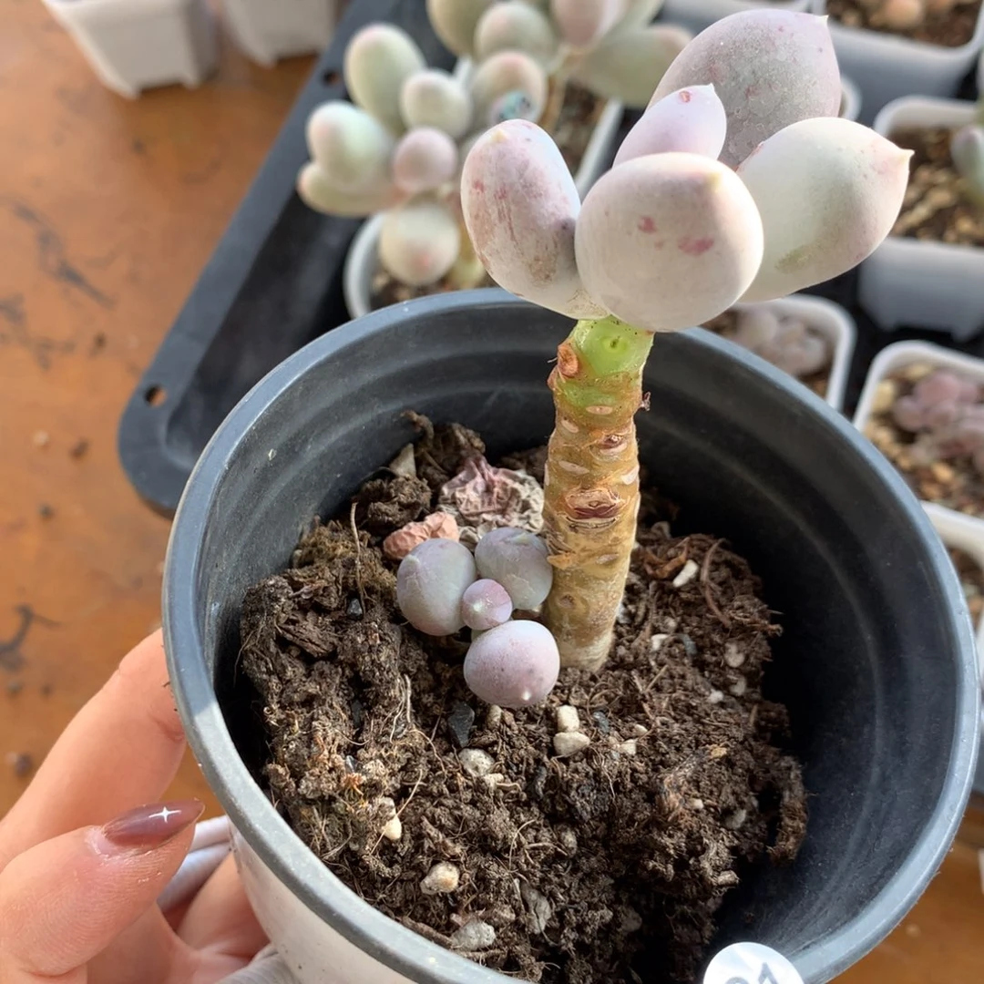 小屁桃嚯哈哈哈哈哈