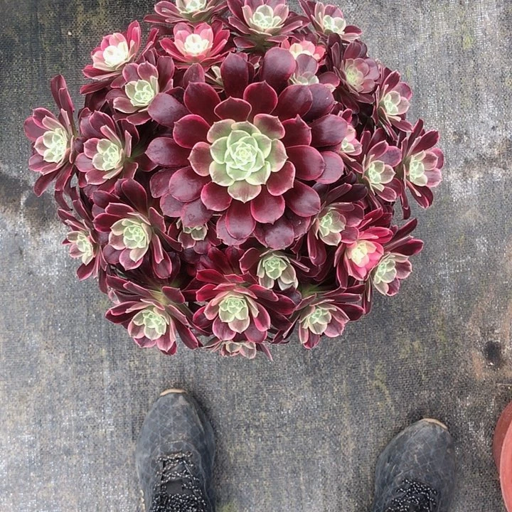 陌*512金丝 雀多肉法师