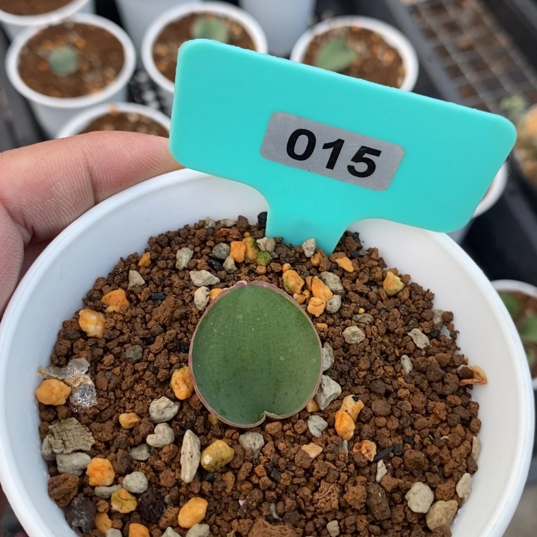 红边爱心产地多肉植物