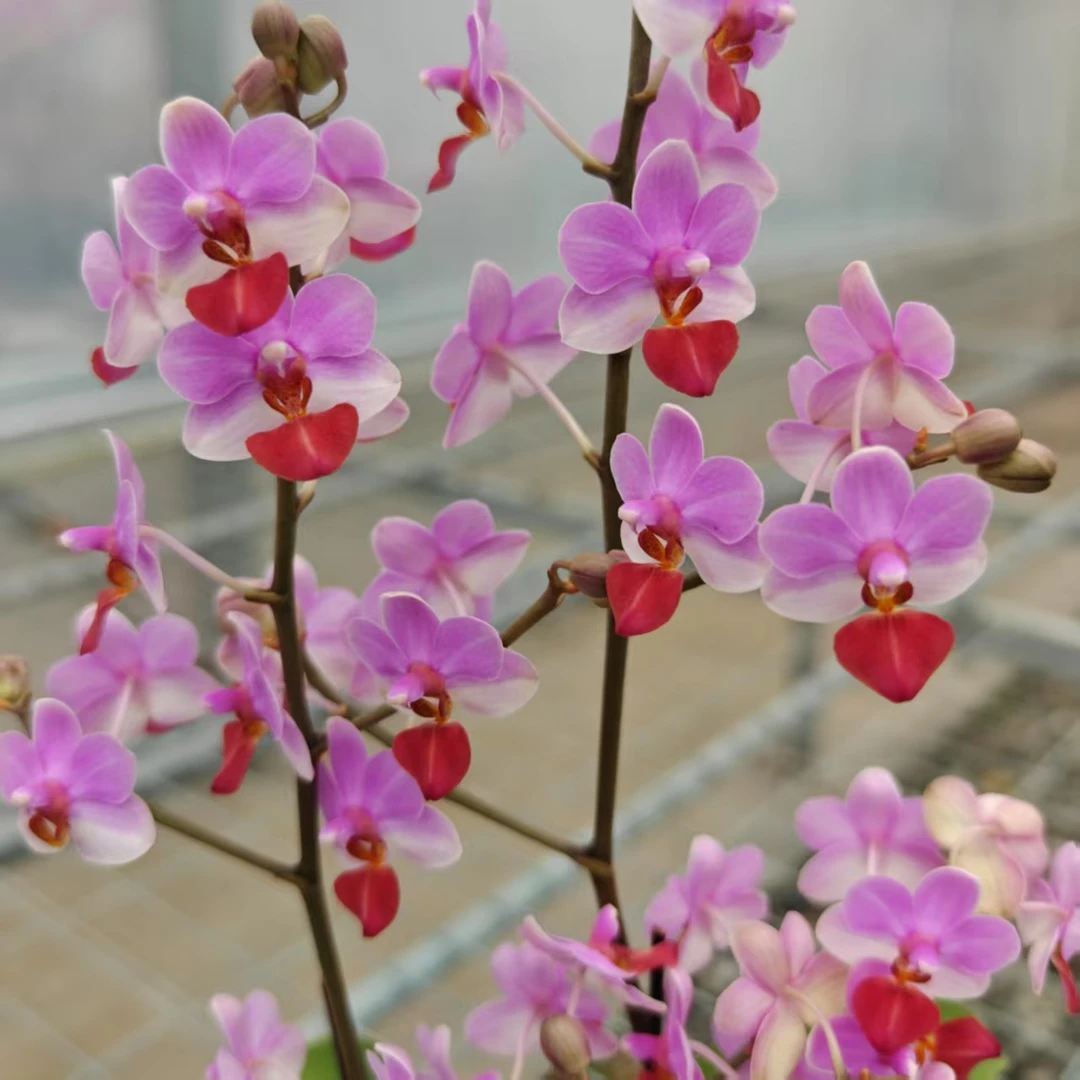 （刘氏天使）3寸多花剑蝴蝶兰 迷你丰花型