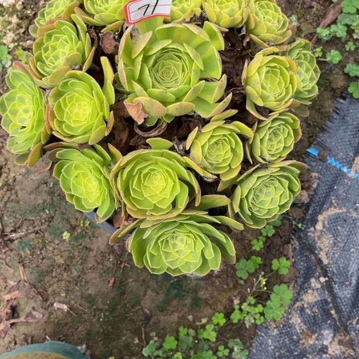 71雨荷多肉植物法师