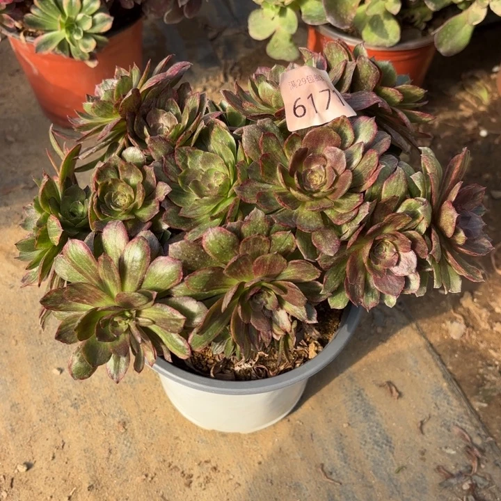 红丝绒多肉法师6171