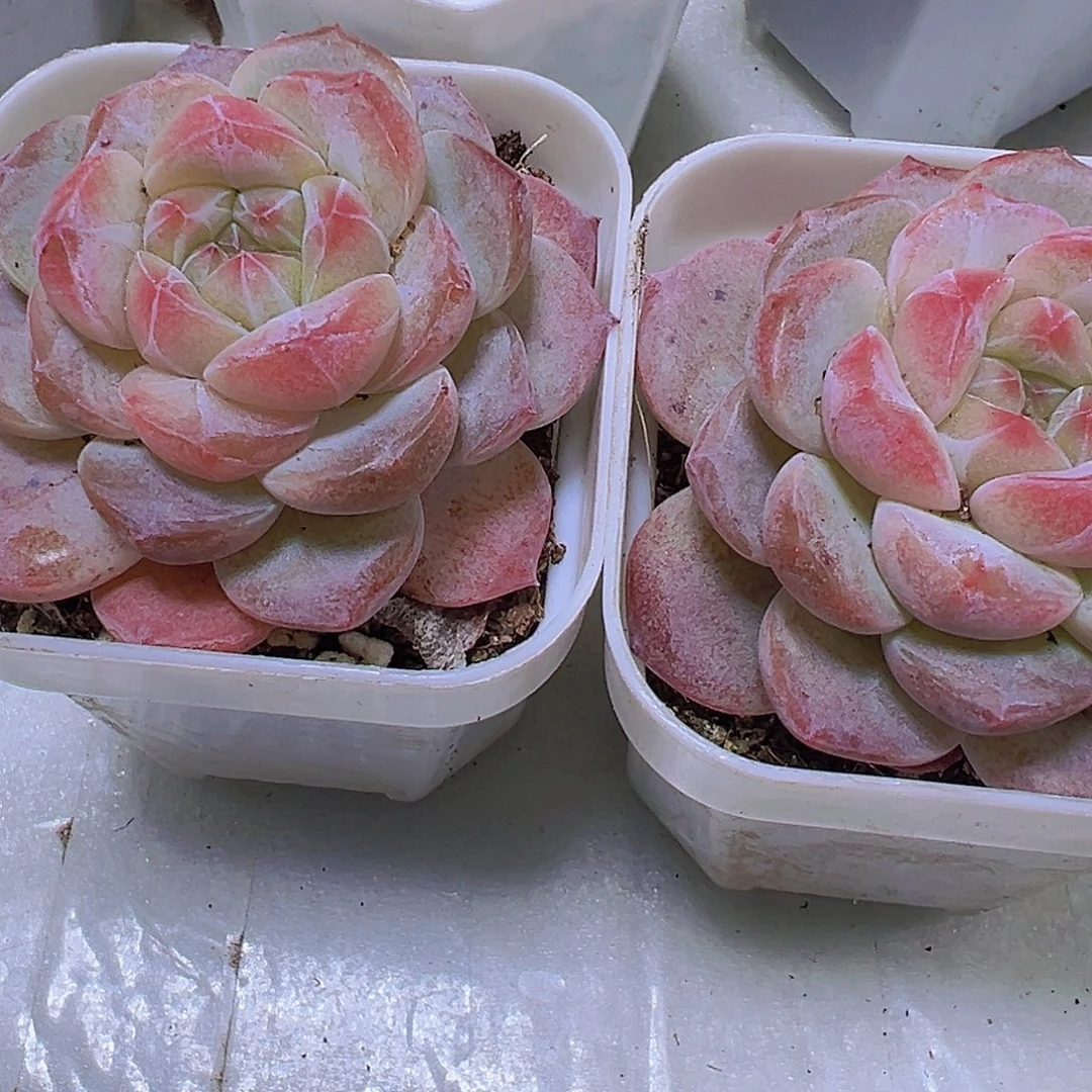 黛玉冰魄19包邮多肉植物