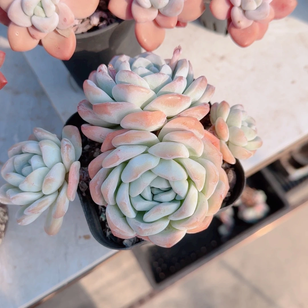 红陶冰玉一颗无砍