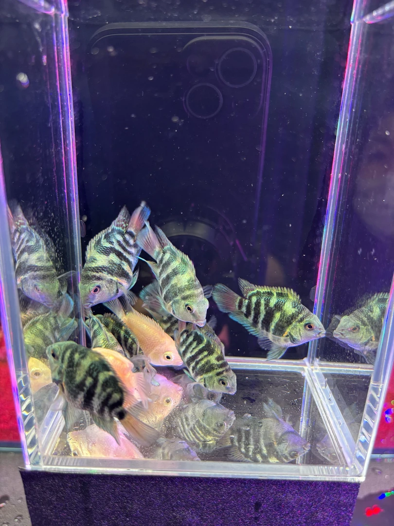 【迷你鹦鹉鱼】小型热带观赏鱼 好养