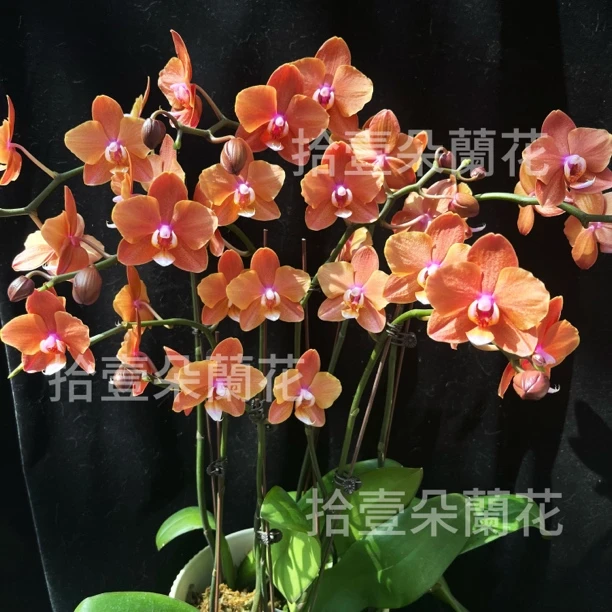 蝴蝶兰（卡色）开花 棕色高雅华贵蜡质花 桌面客厅送礼 新疆基地