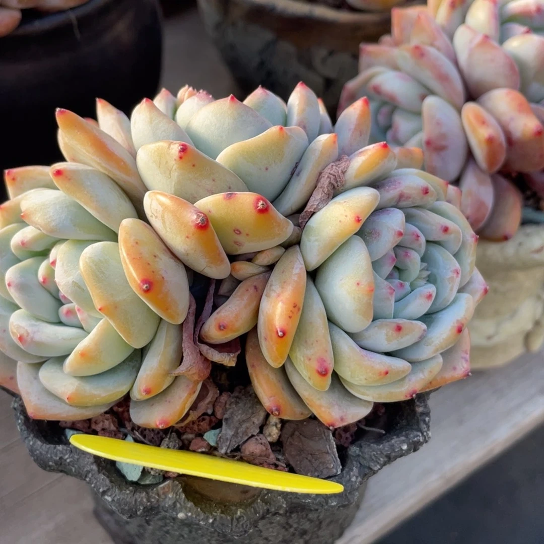 宝****r星影三头一个15