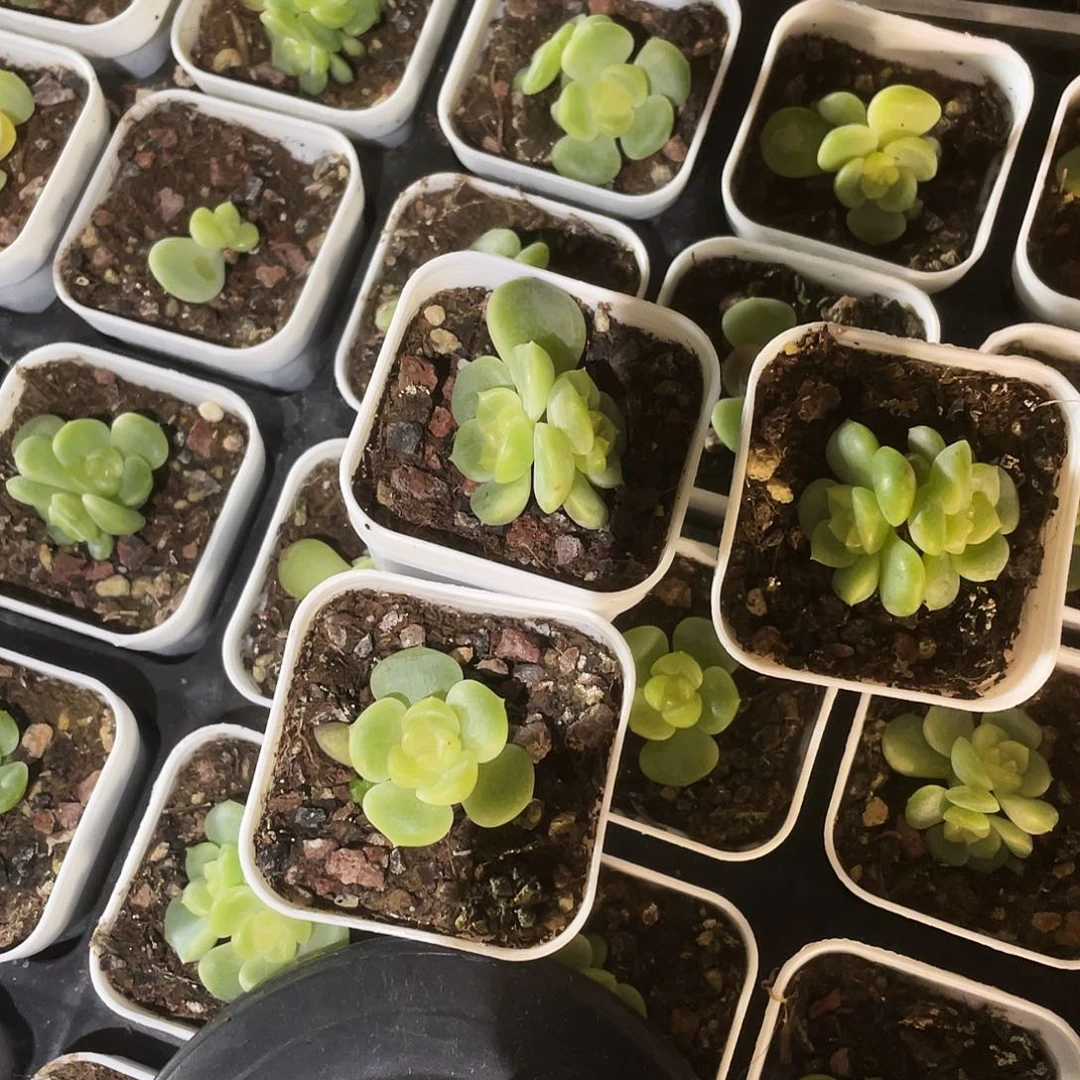 荔枝 中盆7号床一个满25包邮