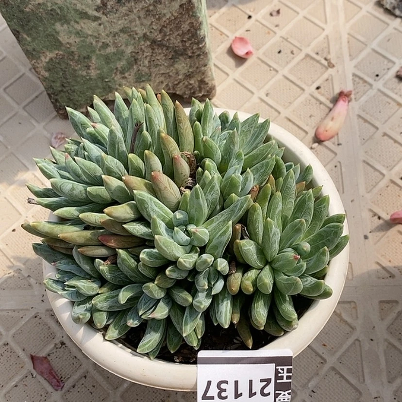 【闪购商品】炫彩心21137