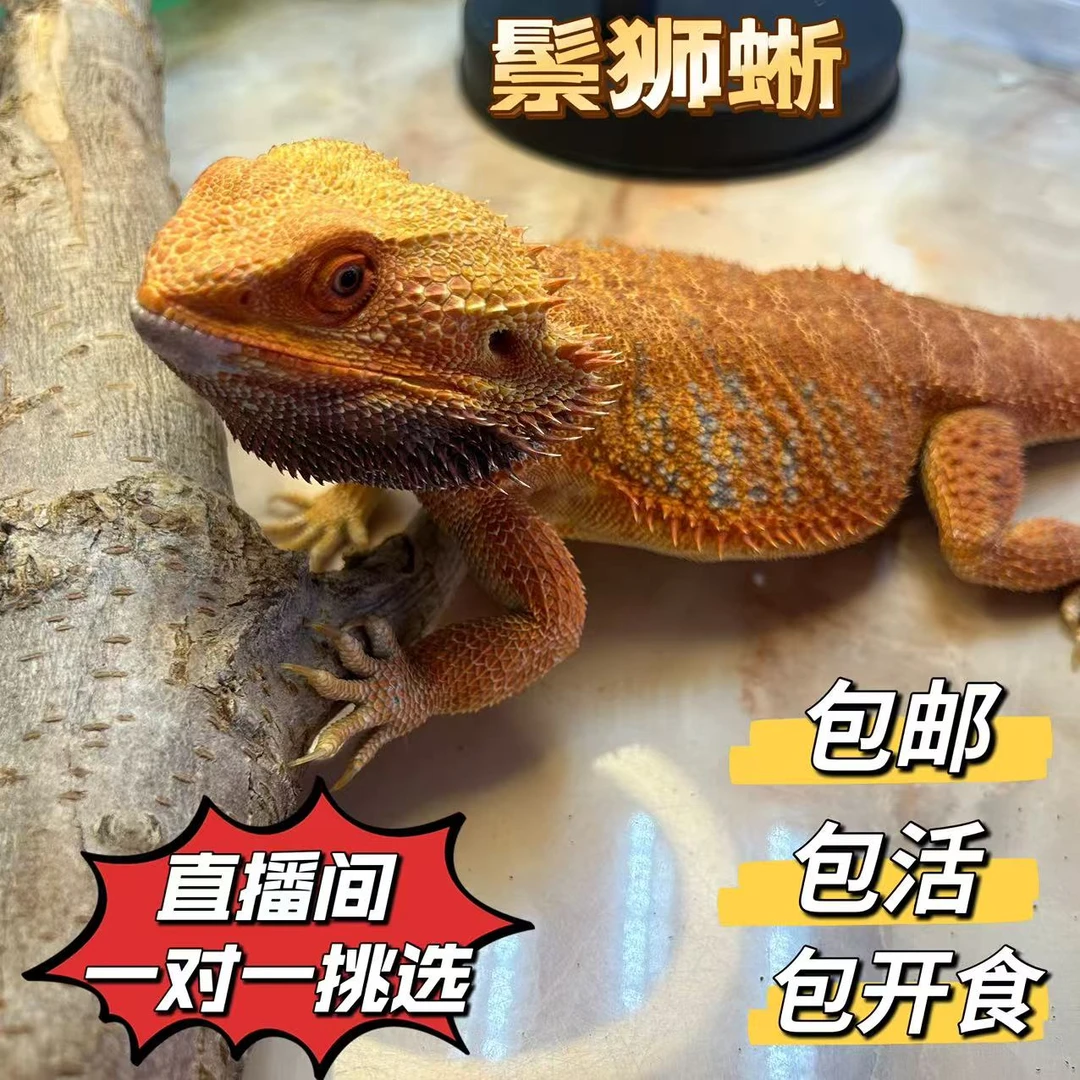 鬃狮蜥蜴守宫活体宠物幼体温顺好养入门级爬宠异宠柑橘红系超白