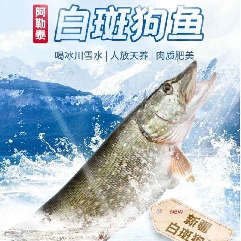 当日现杀阿勒泰乔尔泰鱼冷链配送鲜冻冷水鱼