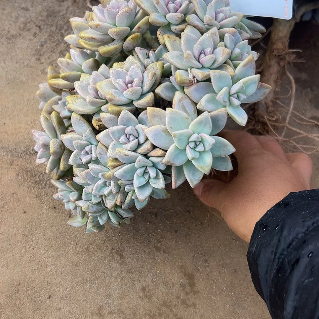 ****定淡雪多肉一物一拍