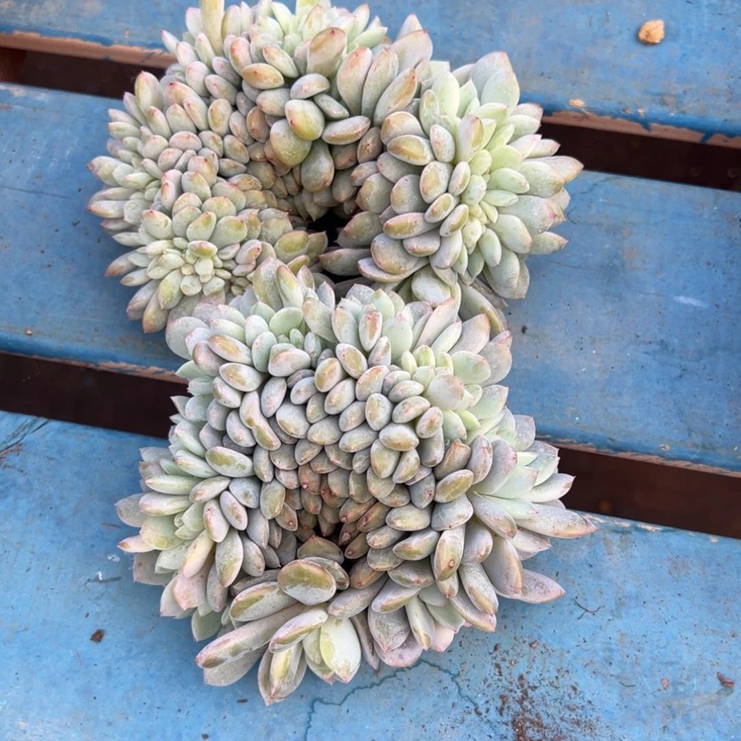 星影缀化小树朵朵