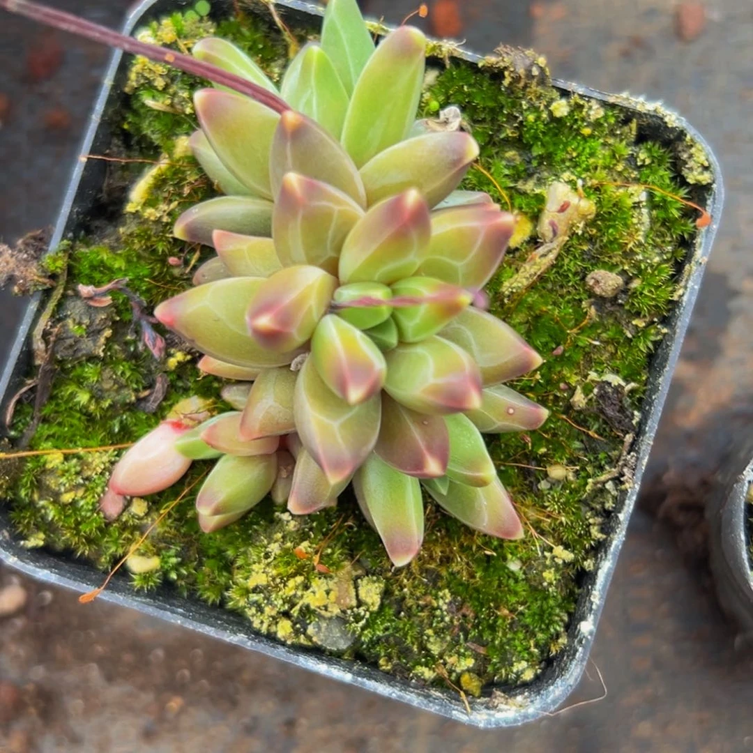 美人系列多肉植物