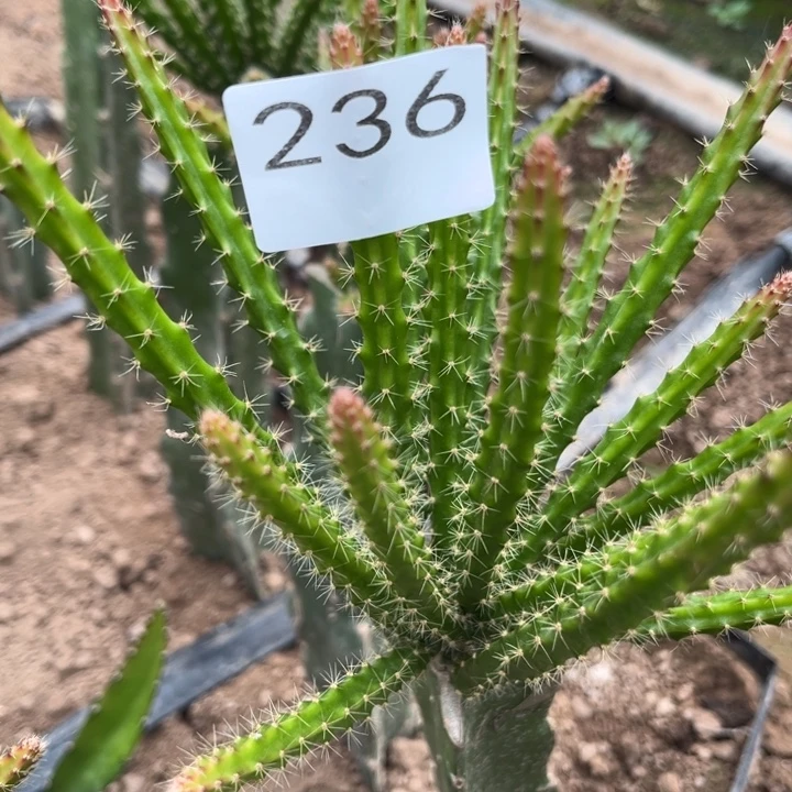 夏***姐垂吊鼠尾令剑糖果236