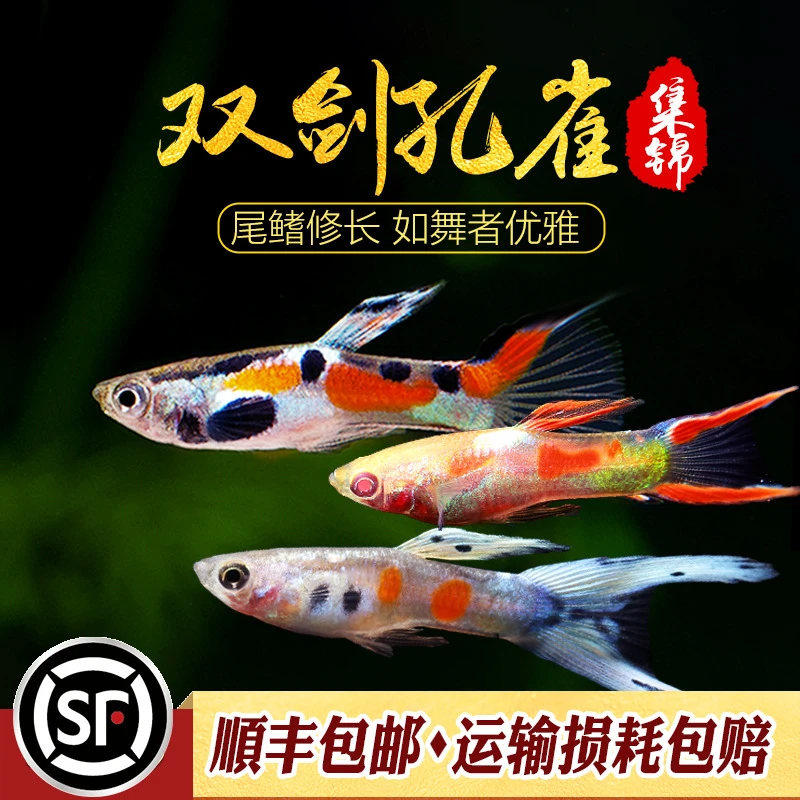 双剑孔雀精灵锦集银河火焰日本蓝配对小型淡水孔雀鱼活体观赏小鱼
