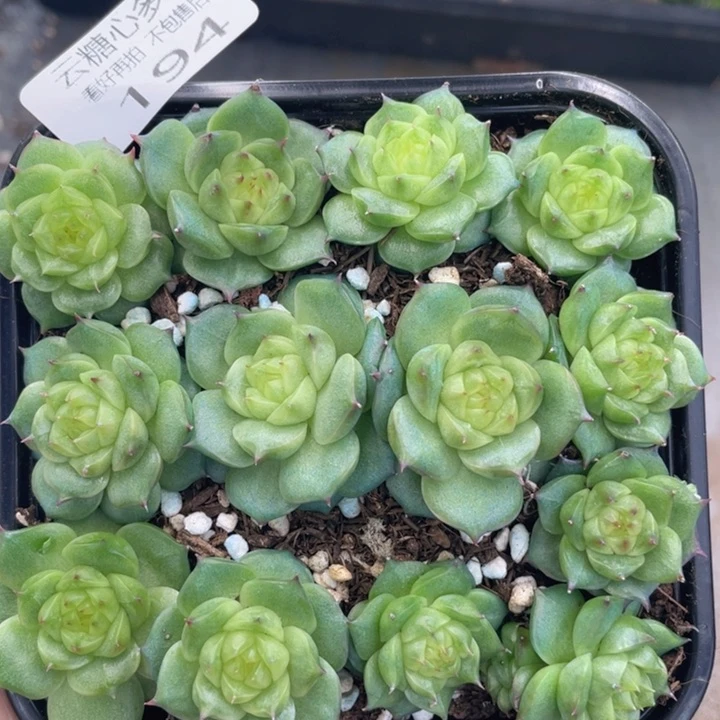 云糖心多肉植物194