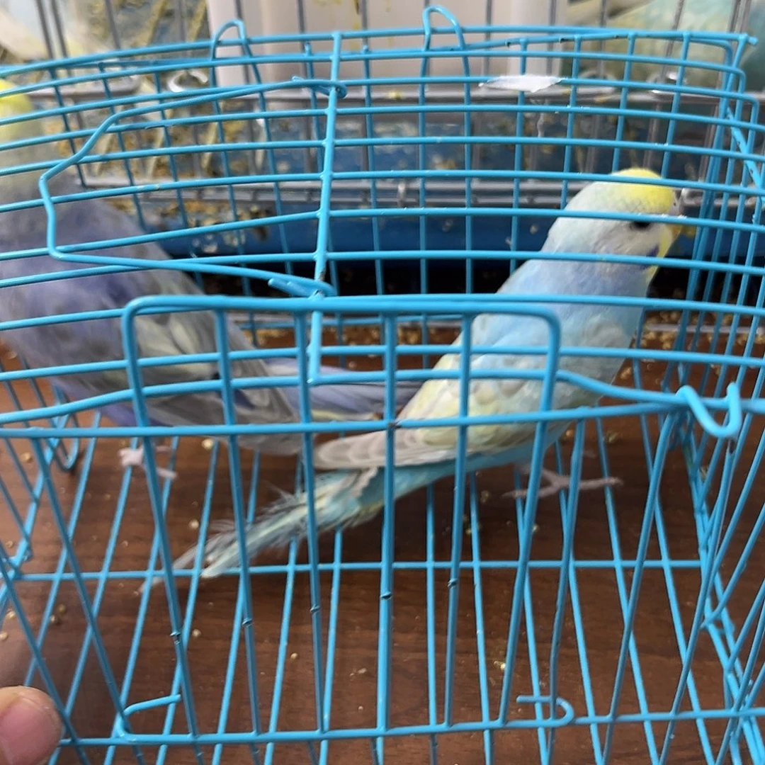 虎皮鹦鹉金彩鹦鹉